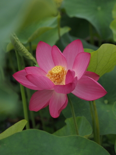 ハスの花