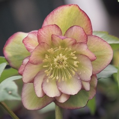 クリスマスローズ