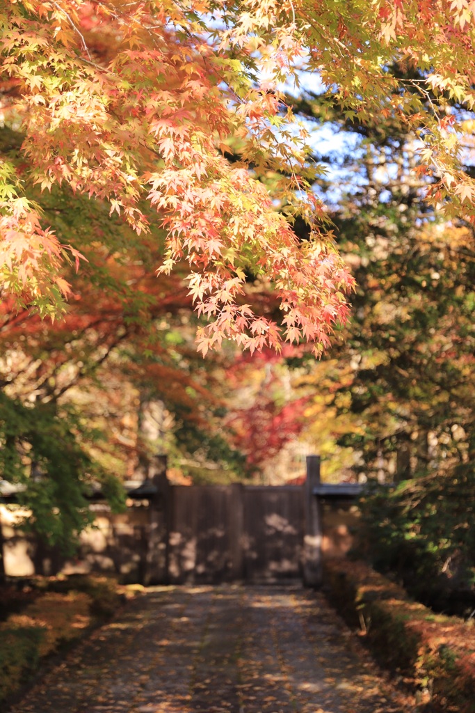 2019  紅葉