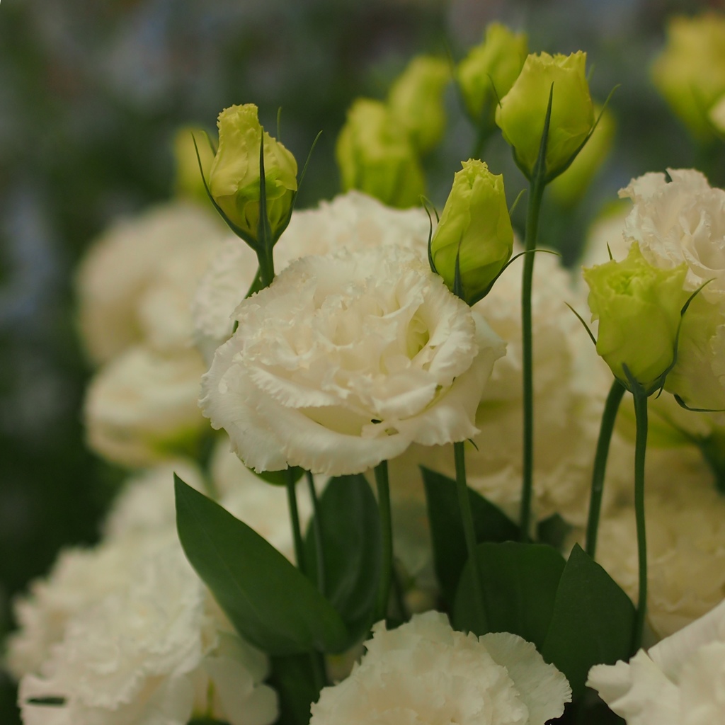 早春の花展