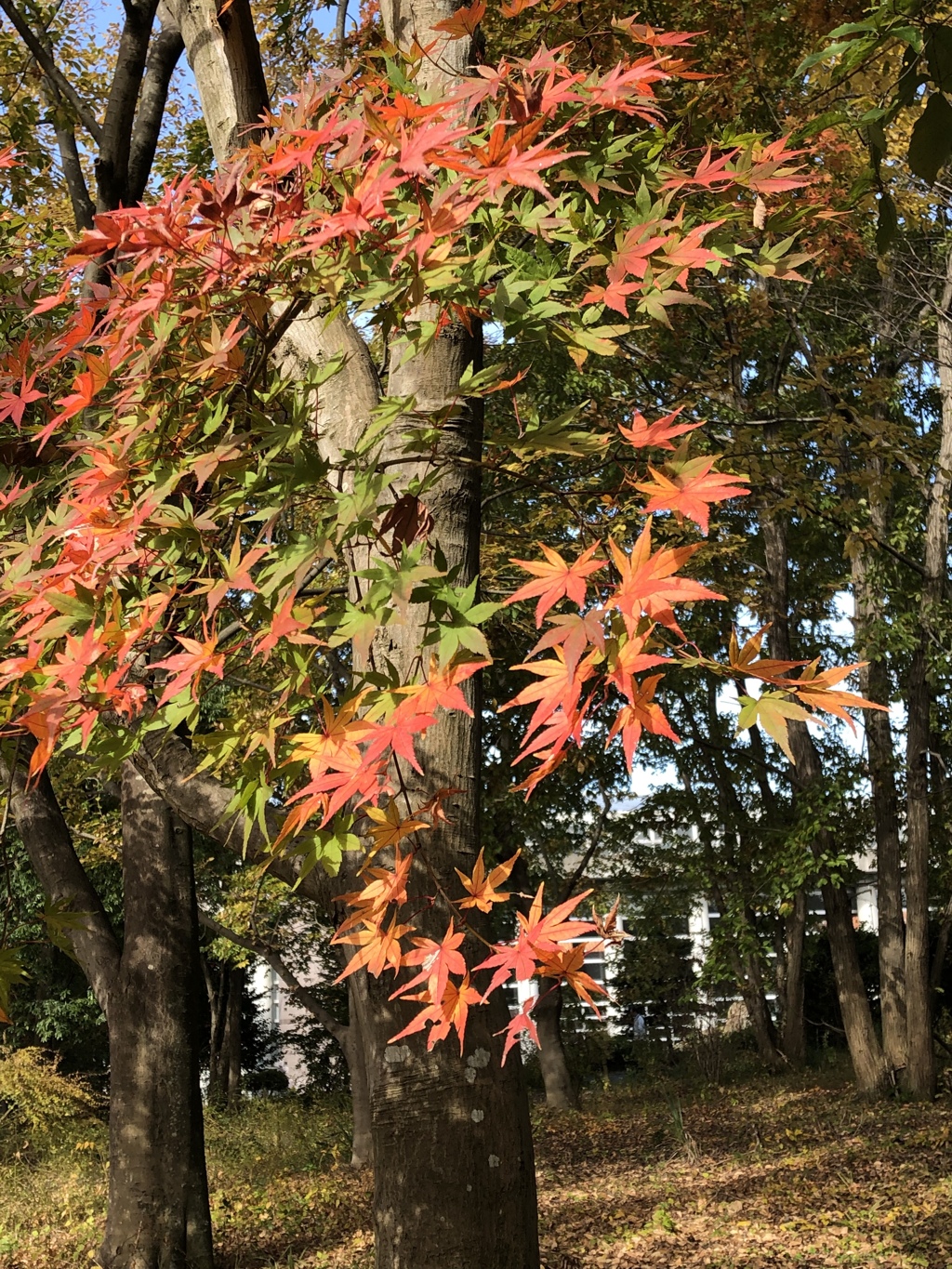 紅葉