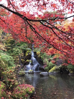 紅葉