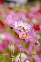 秋桜