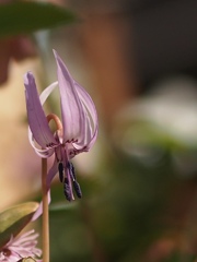 カタクリの花