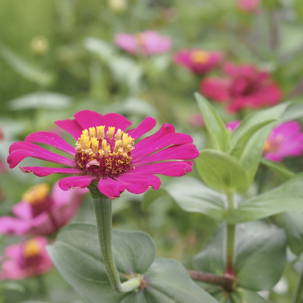 Zinnia