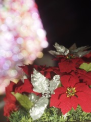 ポインセチアとタマボケ