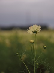 イエローキャンパス後ろ姿