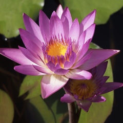 ピンクもあったよ