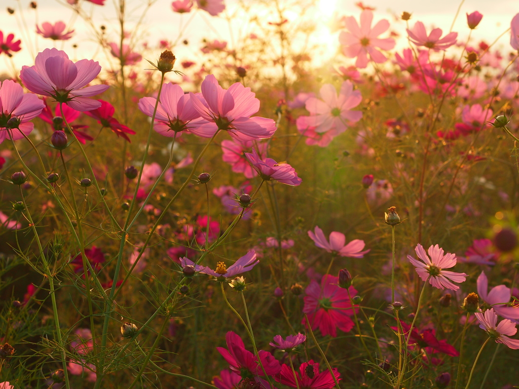 夕陽の中の秋桜