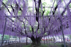 紫の藤