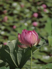 ハスの花
