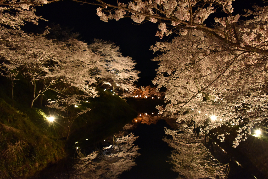 鹿野城跡の桜　③