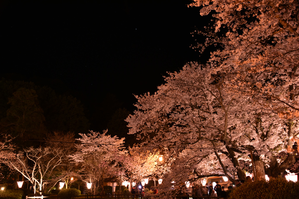 2019.04.06  鹿野城址公園