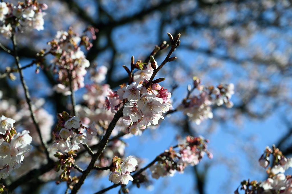2024.2.17 日置谷の寒桜