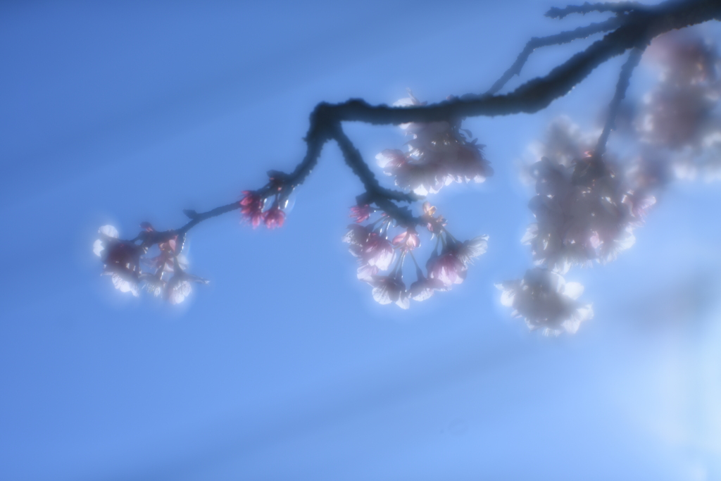 2024.2.17 日置谷の寒桜