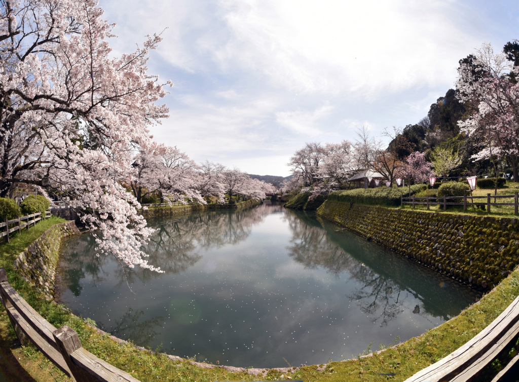 2024.4.7  鹿野城址公園