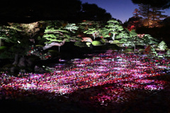 2022.11.6  由志園　池泉天竺牡丹