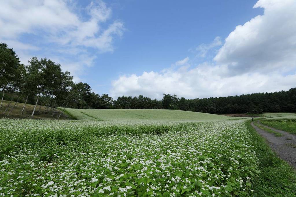 中山高原そば畑*長野