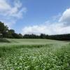 中山高原そば畑*長野