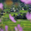 秋桜降る白川郷*岐阜