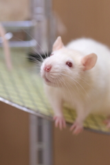 飼い主を見つめる