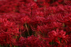 紅い波