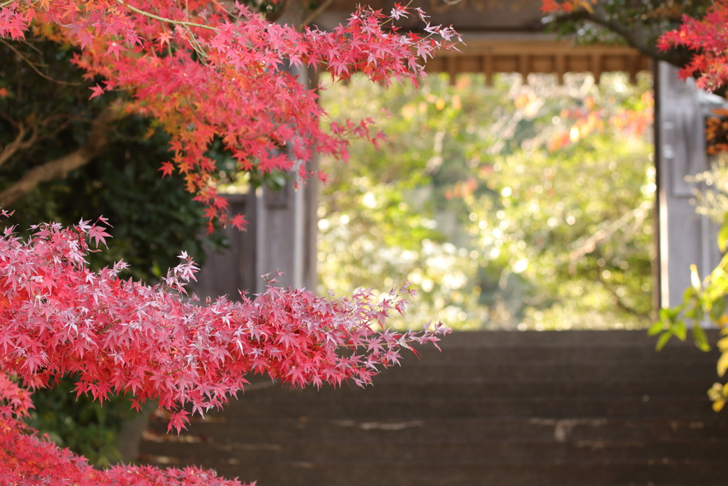 山門を彩る
