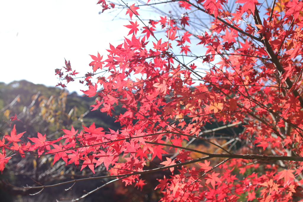 輝く紅