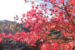 輝く紅