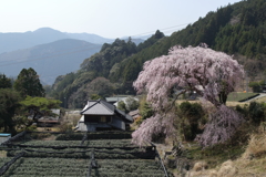 秘境の枝垂れ桜