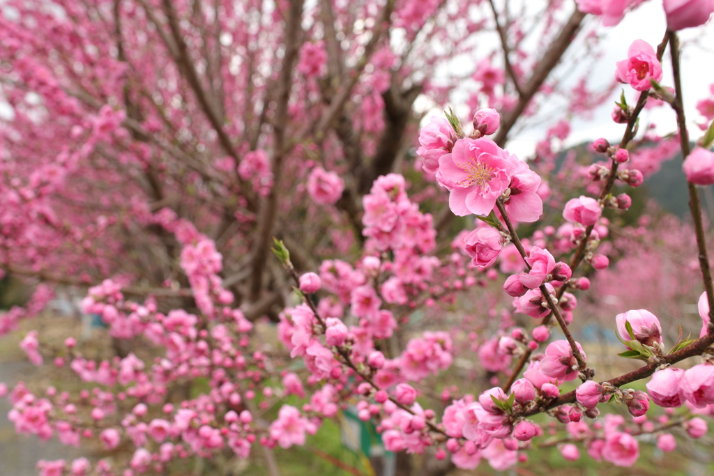 秘密の花園