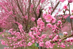 秘密の花園