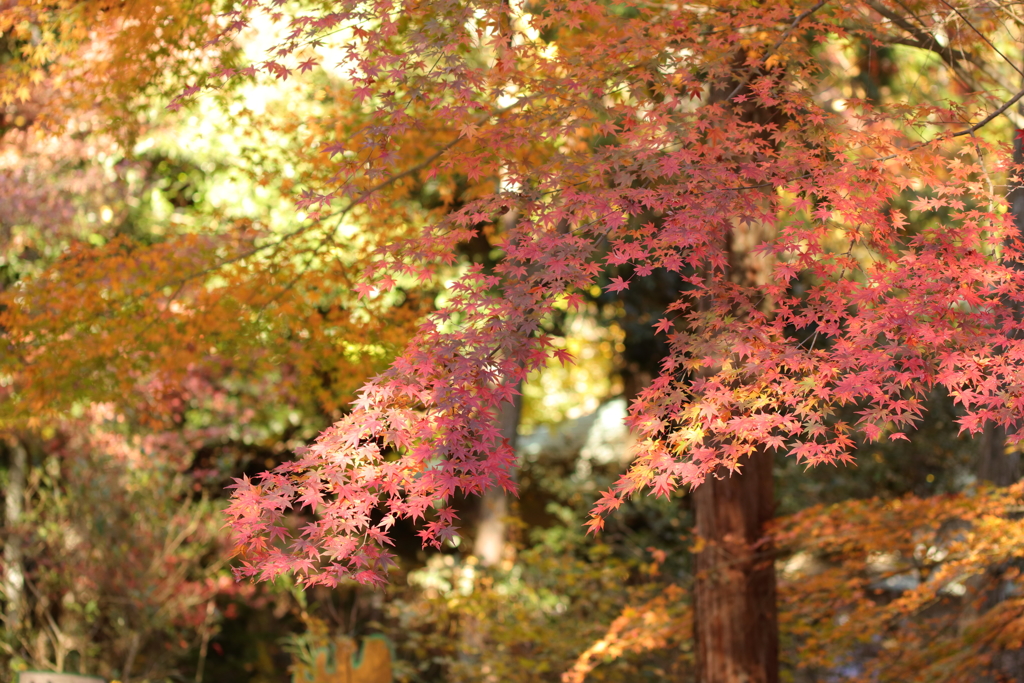 暖かな世界