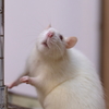 お愛想