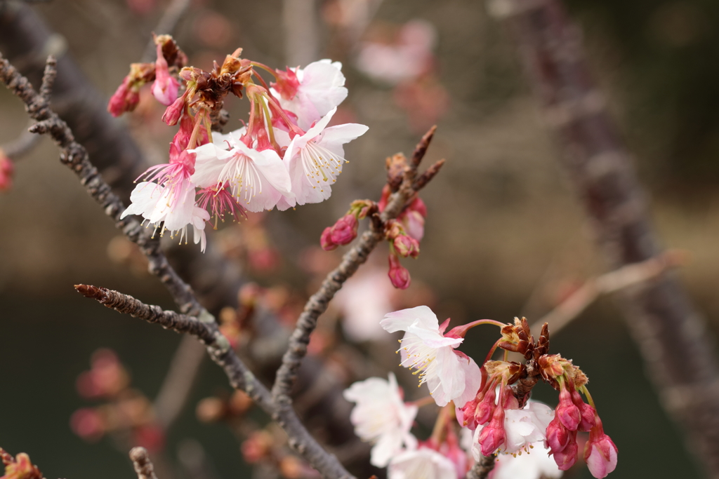 土肥桜