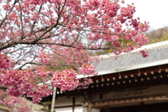 寒空を彩る土肥桜