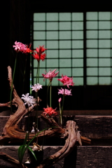 楚々