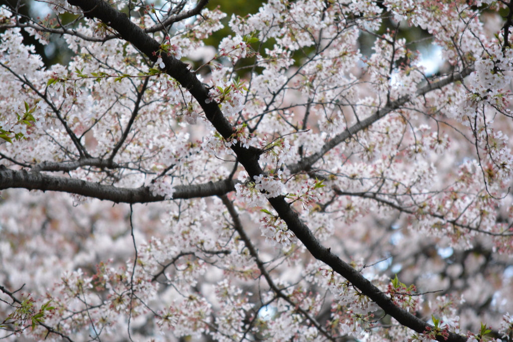 2014年花見