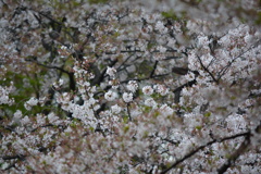2014年花見