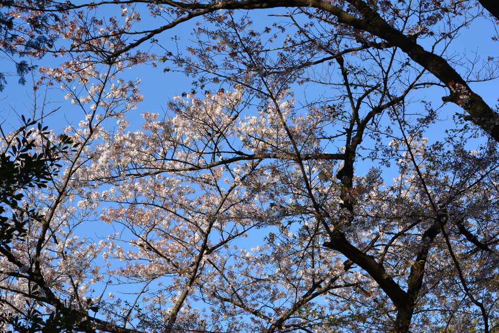 2014年花見