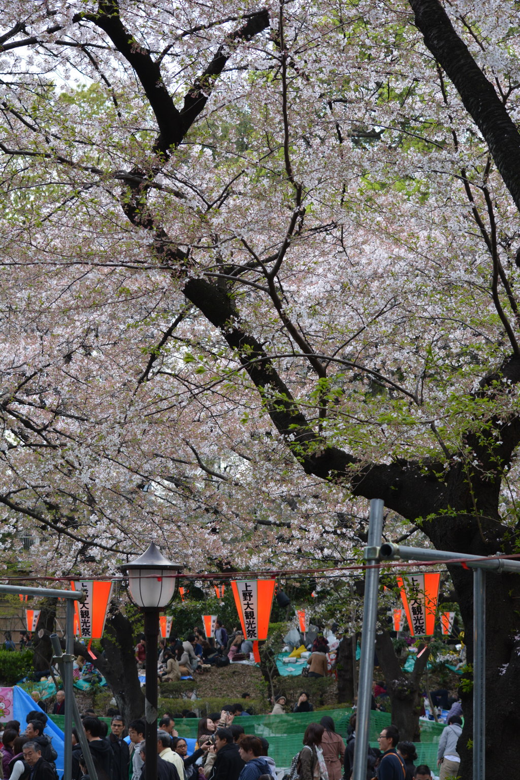 2014年花見
