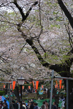 2014年花見