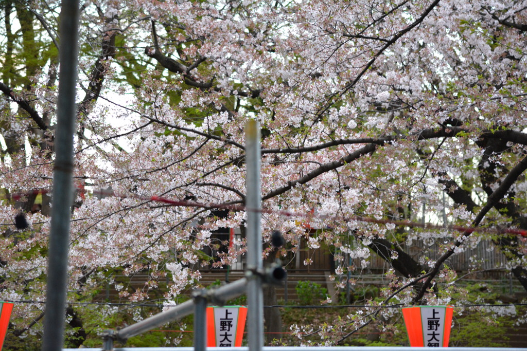2014年花見