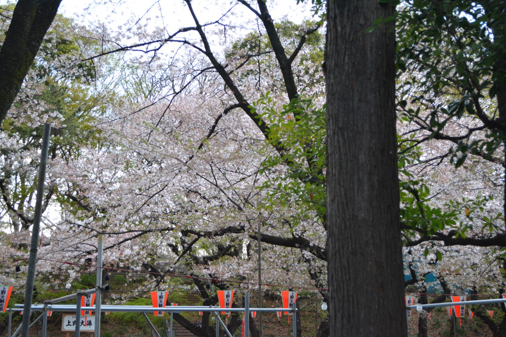 2014年花見