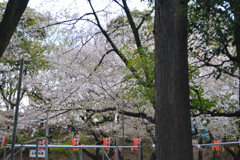 2014年花見