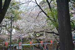 2014年花見