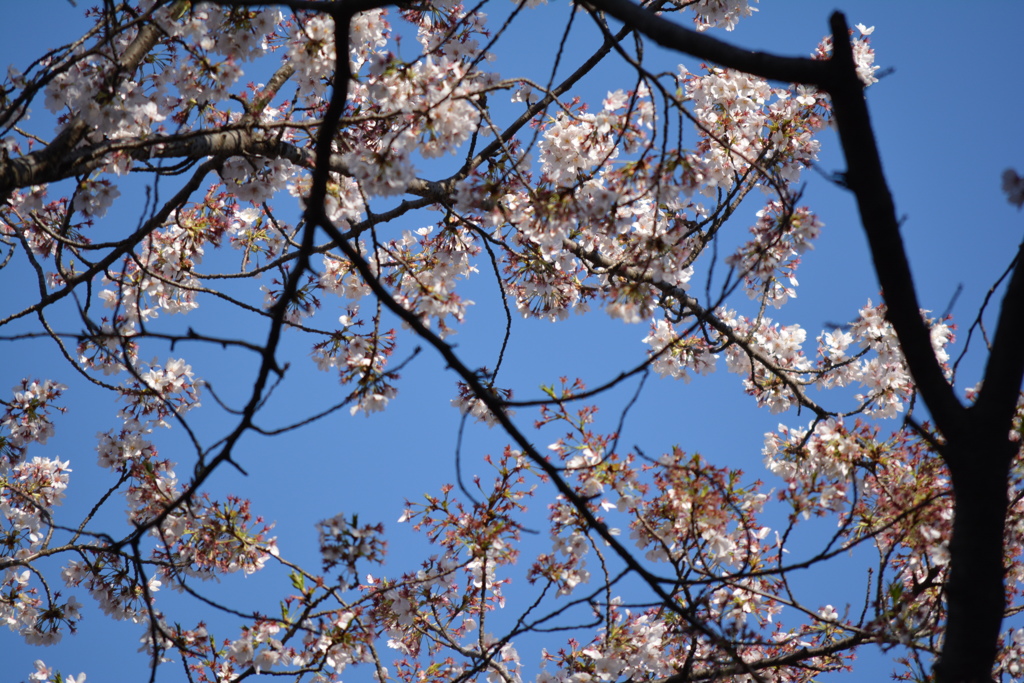 2014年花見