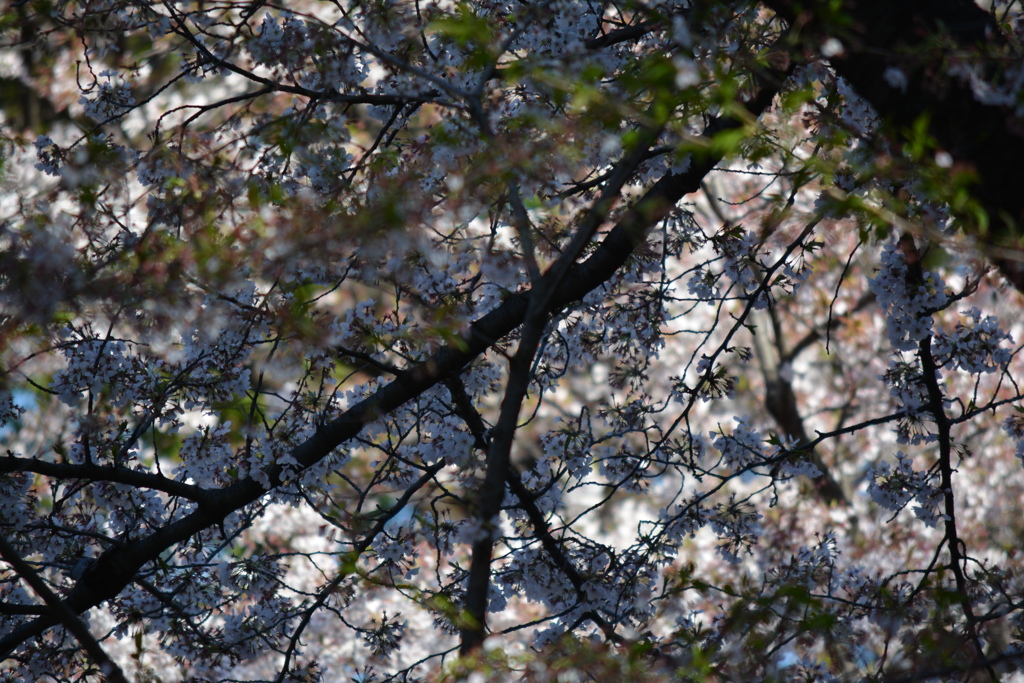 2014年花見
