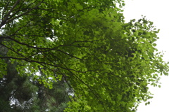 小岩井牧場