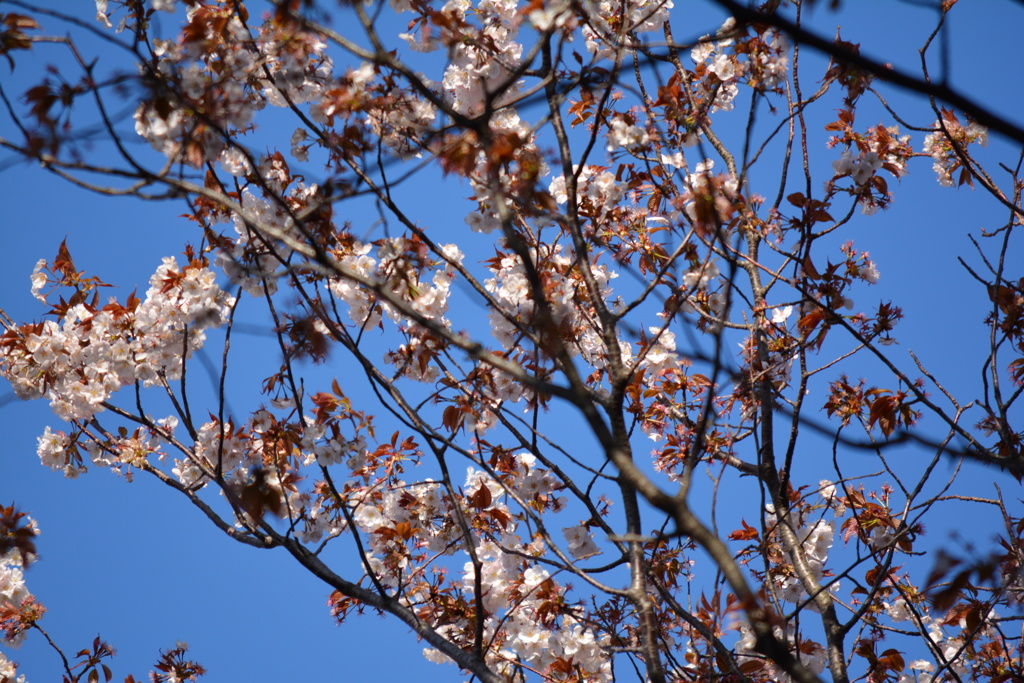 2014年花見